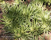 Dudleya anomola