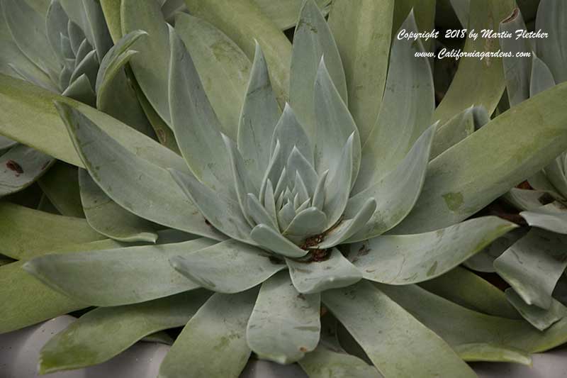 Dudleya brittonii, Giant Chalk Dudleya