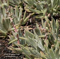 Dudleya caespitosa, Sea Lettuce