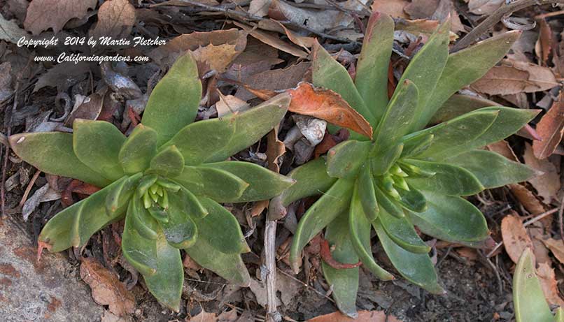 Dudleya candelabrum, Candleholder Live Forever