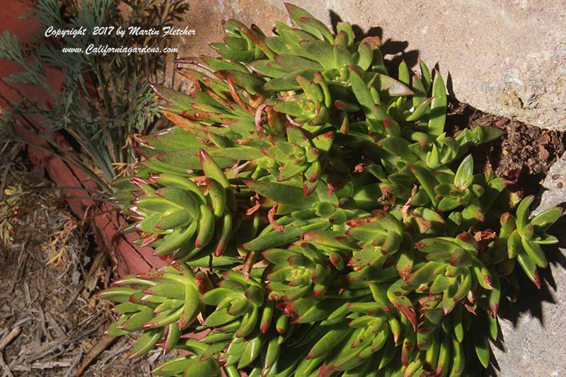 Dudleya farinosa, Bluff Lettuce, Cliff Lettuce