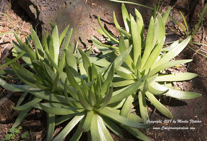 Dudleya guadalupensis