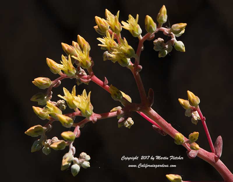 Dudleya virens hassei flowers, Catalina Island Live Forever