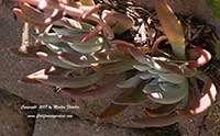 Dudleya hassei, Catalina Liveforever