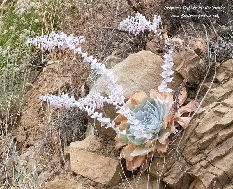 Dudleya pulverulenta, Flowering Chalk Liveforever