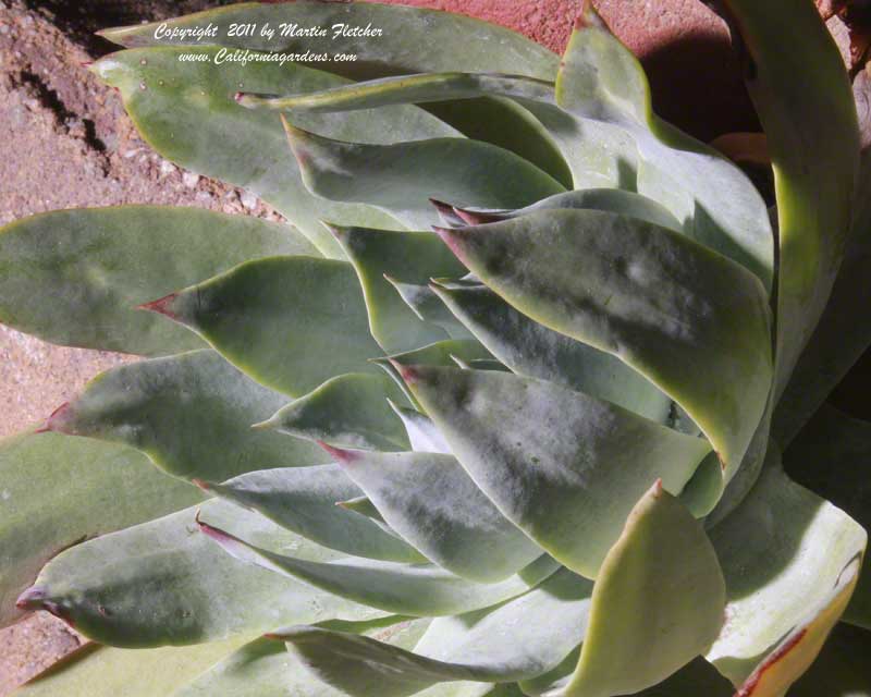 Dudleya pulverulenta, Chalk Liveforever