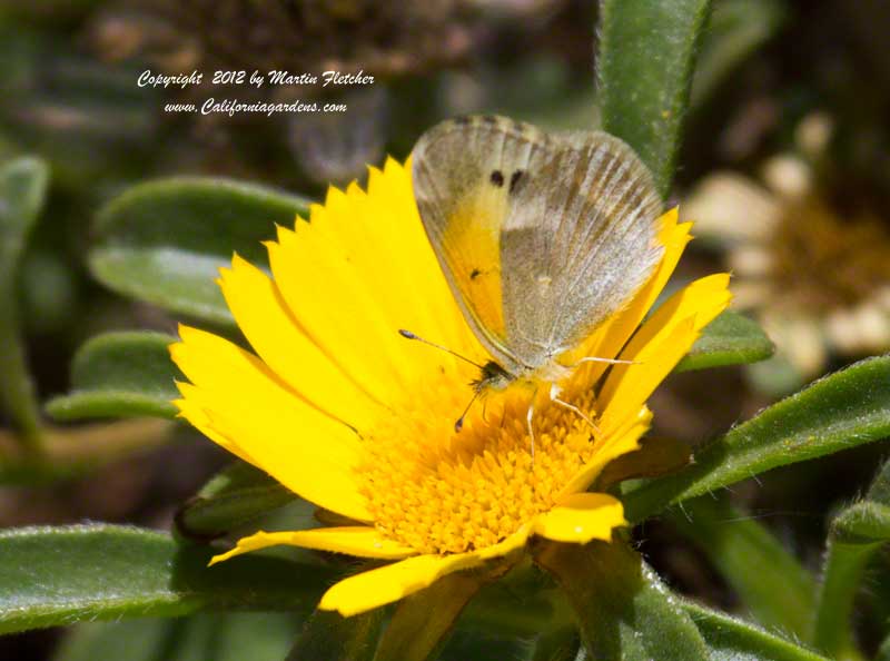 Dwarf Yellow Sulpher Butterfly, Nathalis iole