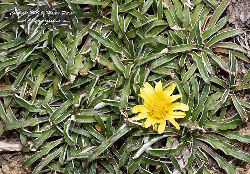 Dymondia margaretae, Silver Carpet