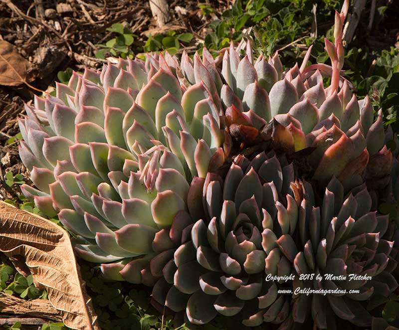 Echeveria Violet Queen