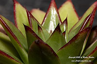 Echeveria agavoides Lipstick, Lipstick Echeveria