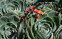 Echeveria secunda, Hens and Chicks