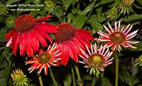 Echinacea Salsa Red, Salsa Red Cone Flower