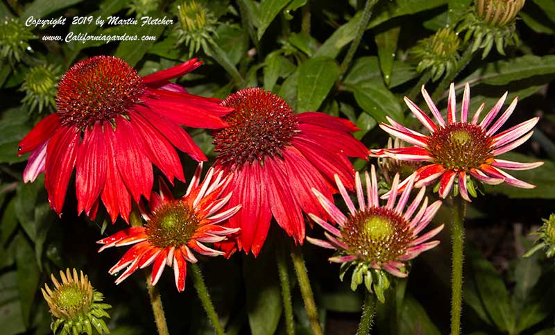 Echinacea Salsa Red, Salsa Red Cone Flower