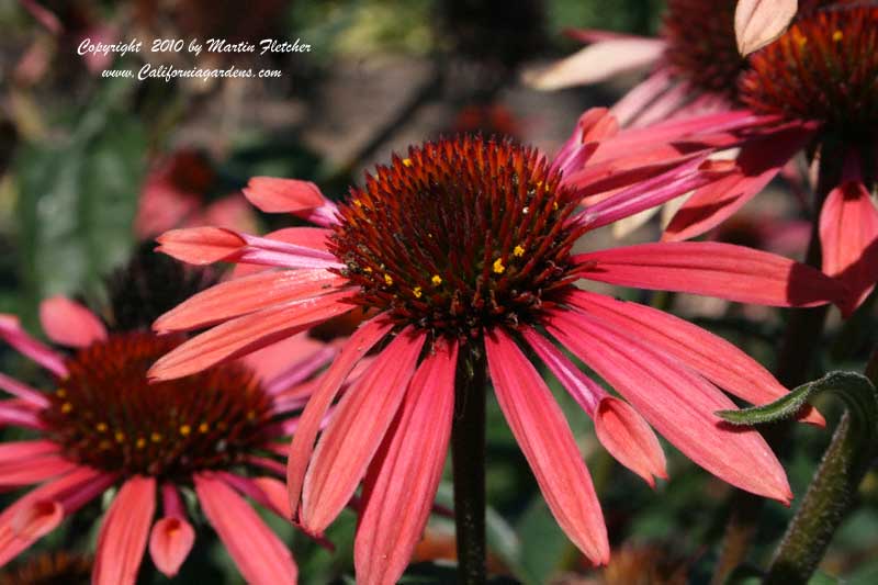 Echinacea Sunset, Sunset Cone Flower