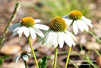 Echinacea White Swan, White Swan Cone Flower