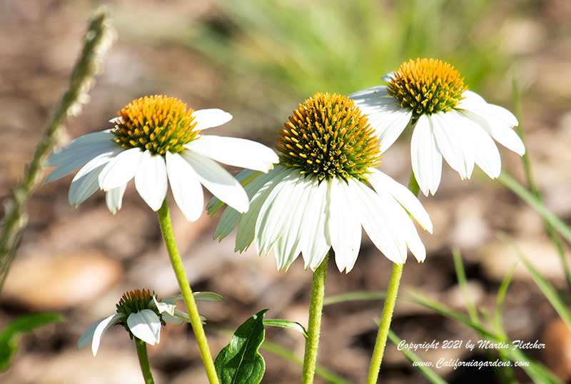 Echinacea White Swan, White Swan Cone Flower