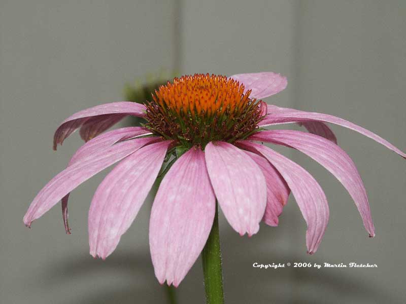 Echinacea purpurea, Purple Cone Flower