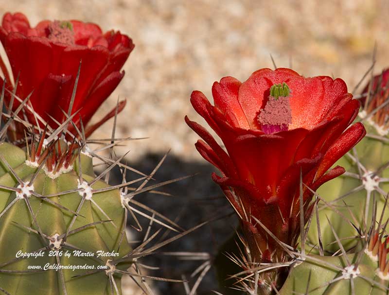 Echinocereus coccineus, Scarlet Hedgehog Cactus