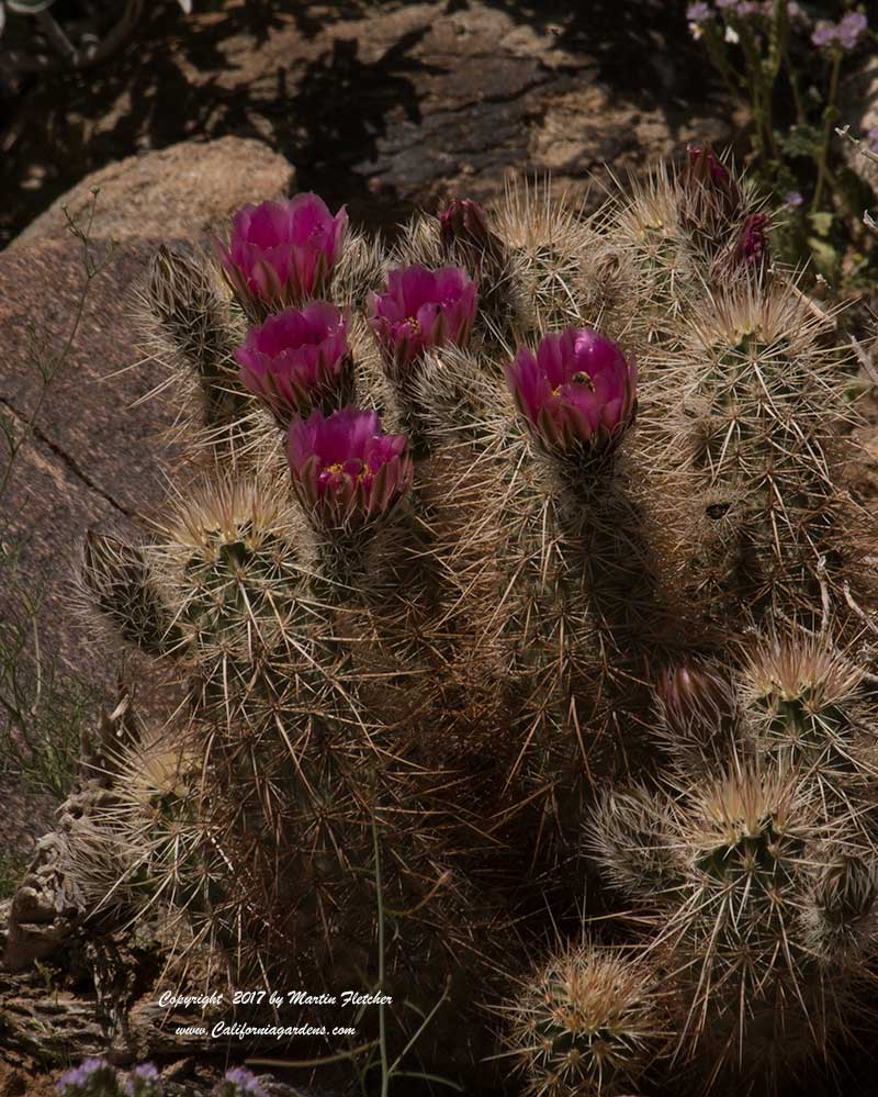 Echinocereus engelmannii, Engelman's Hedgehog Cactus