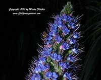 Echium candicans, Pride of Madeira