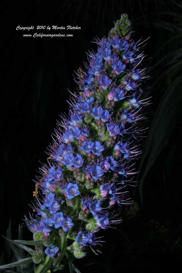 Echium candicans, Pride of Madeira