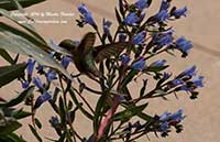 Echium gentianoides Tajanaste