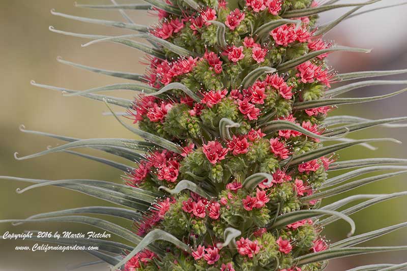 Echium wildpretii, Tower of Jewels