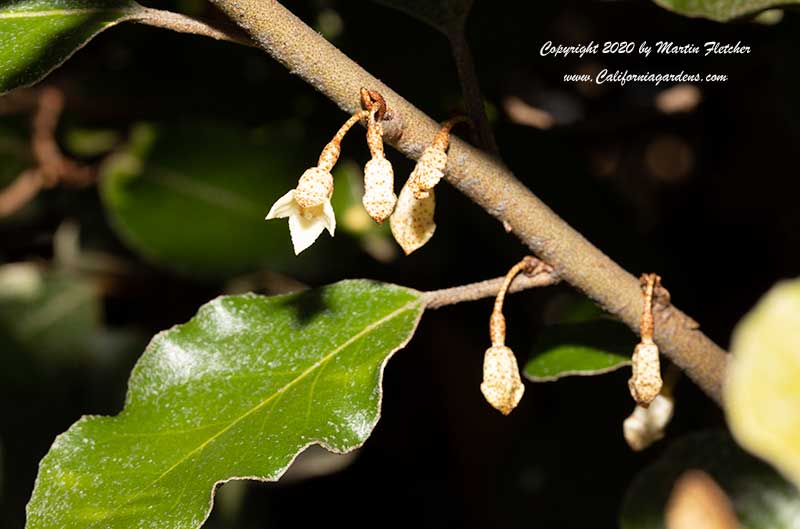 Elaeagnus pungens, Russian Olive, Silverberry