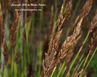 Elegia fistulosa, Hollow Reed