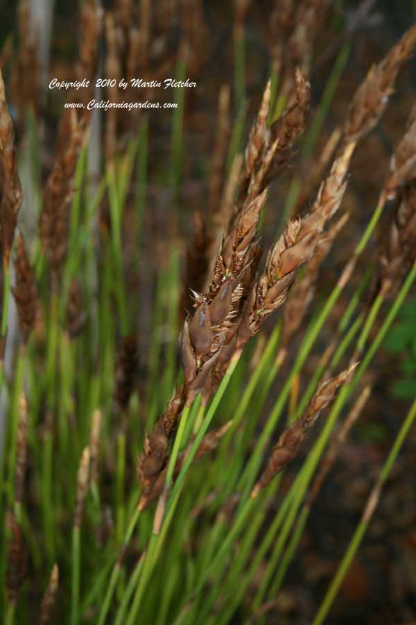 Elegia fistulosa, Hollow Reed Plant