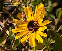 Encelia californica El Dorado, El Dorado California Brittle Bush
