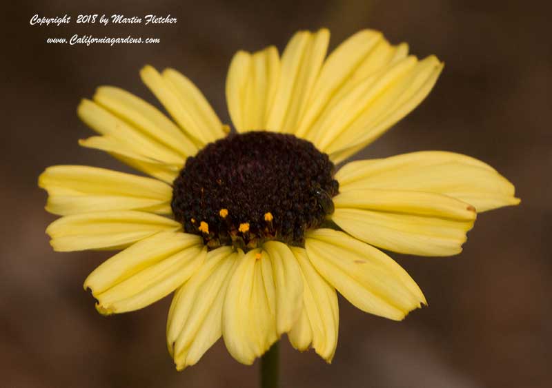 Encelia californica Paleo Yellow, California Brittle Bush, Coast Sunflower