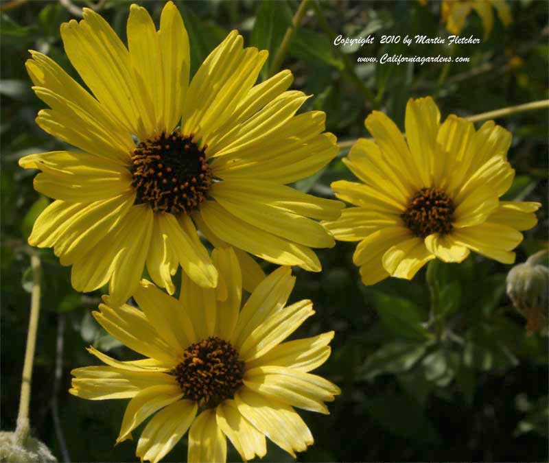 Encelia californica, California Brittle Bush, Coast Sunflower