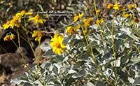 Encelia farinosa, Brittlebush, Incienso