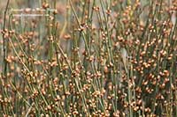 Ephedra californica, Desert Tea
