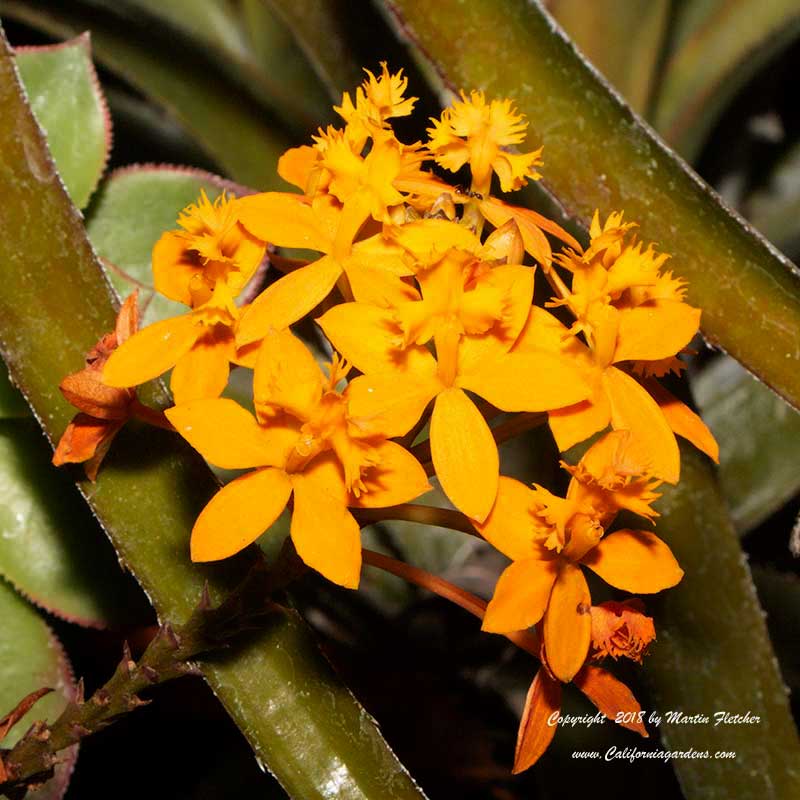 Epidendrum radicans, Reed Stem Epidendrum Ground Rooting Epidendrum, Fire Star Orchid, Rainbow Orchid