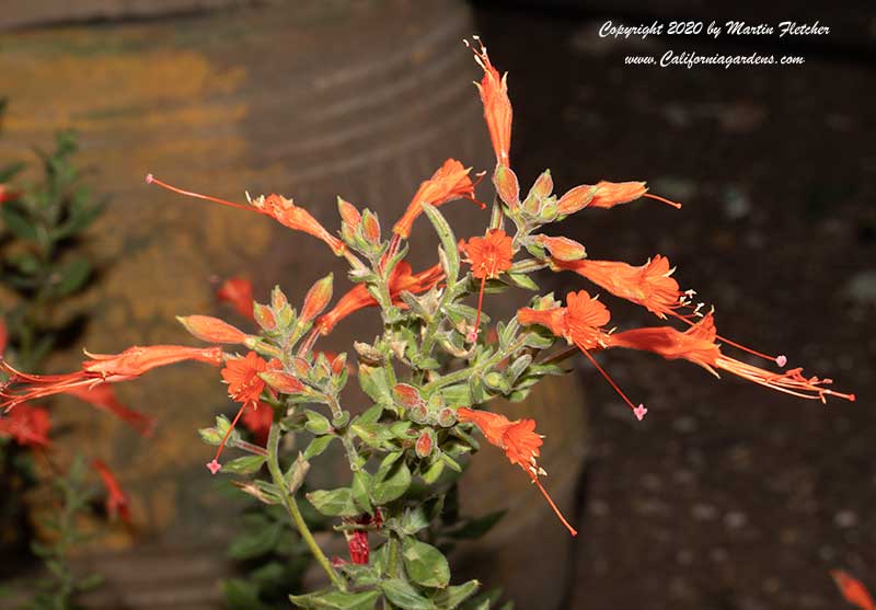 Epilobium canum Diamondback, California Fuchsia