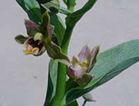 Epipactis gigantea, Giant Stream Orchid, Giant Helleborine