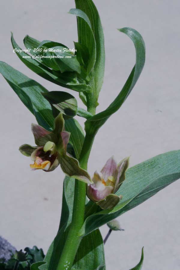 Epipactis gigantea, Giant Stream Orchid, Giant Helleborine