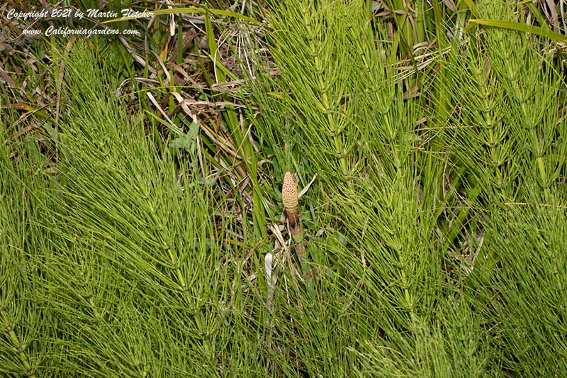 Equisetum telmateia braunii, Giant Horsetail