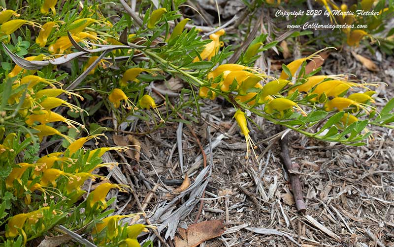 Eremophila glabra Mingenew Gold