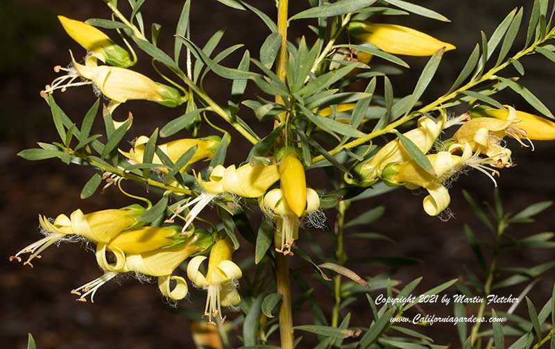 Eremophila maculata aurea, Golden Emu Bush