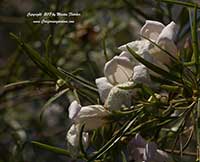 Eremophila bignoniifolia polyclada, Big Poly Emu Bush