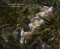 Eremophila bignoniifolia x polyclada, Big Poly Emu Bush