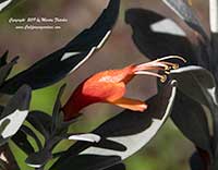 Eremophila glabra Fire and Ice, Fire and Ice Emu Bush
