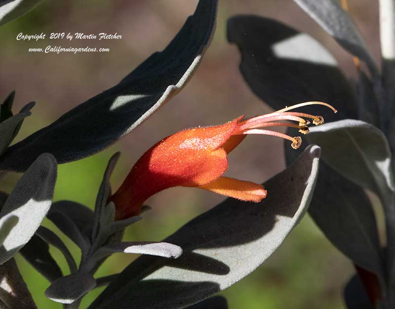 Eremophila glabra Fire and Ice, Fire and Ice Emu Bush