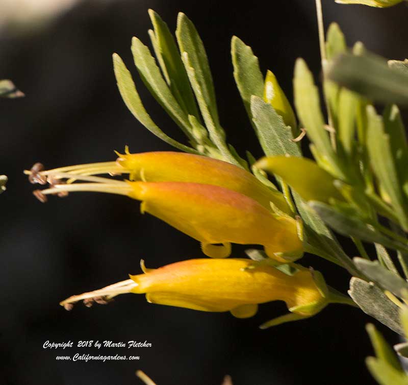 Eremophila glabra Mingenew Gold