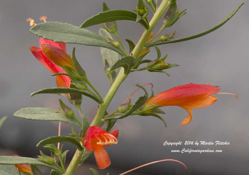 Eremophila glabra carnosa Winter Blaze, Emu Bush