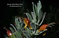 Eremophila glabra kalgoorli, Fuchsia Emu Bush