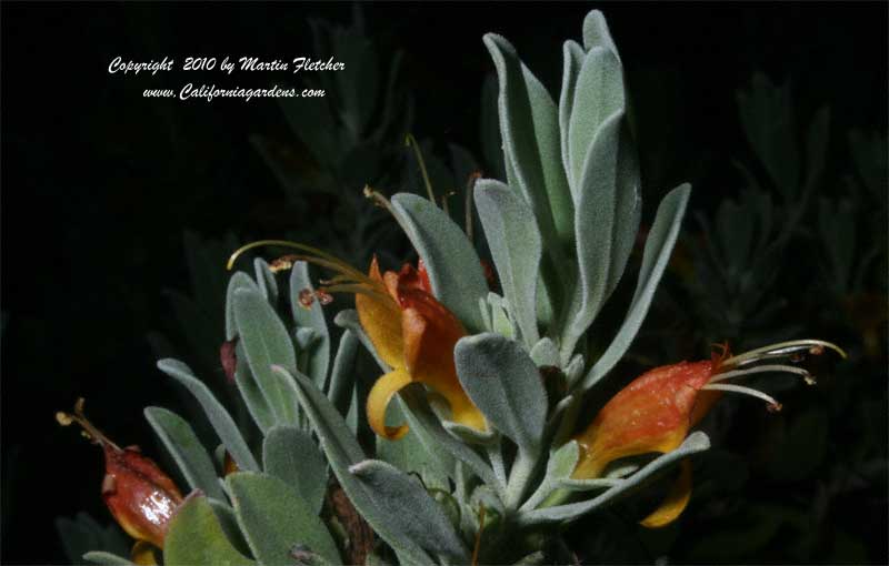 Eremophila glabra Kalgoorlie, Fuchsia Emu Bush